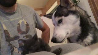 Husky love new cat friend