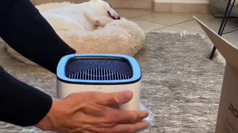 ROVACSAirpurifier#dog