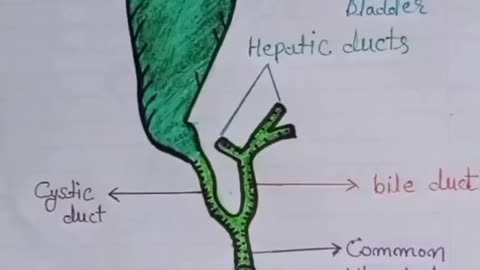 Gallbladder Diagram