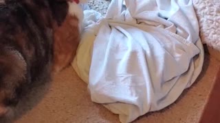 Cat Gets Pranked and Dog Comforts Her