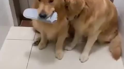Golden Retrievers will make you think twice