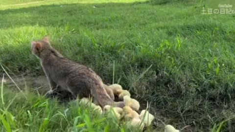 The rooster and the hen were stunned on the spot! The gentle kitten takes good care of the chicks🐥