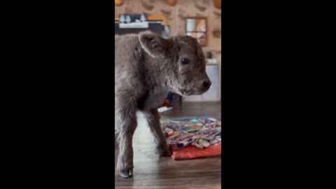 Adorable newborn calf welcomed into loving family #shorts