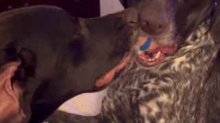 Dogs Fall Asleep Fighting Over Ball