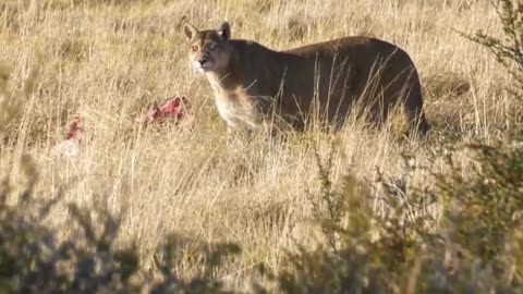 The Most Dangerous Big Cat America!