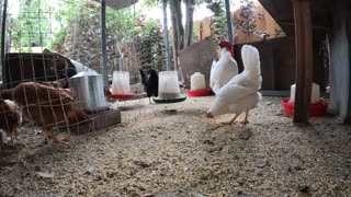 Backyard Chickens Fun Chicken Coop Video Sounds Noises Hens Clucking Roosters Crowing!