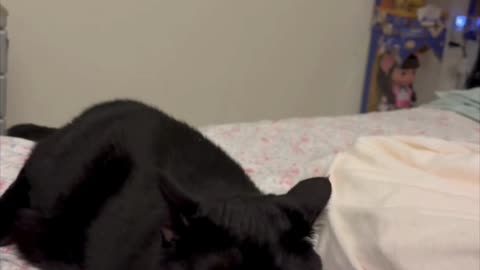 Adopting a Cat from a Shelter Vlog - Cute Precious Piper Relaxes by Being a Kitten #shorts