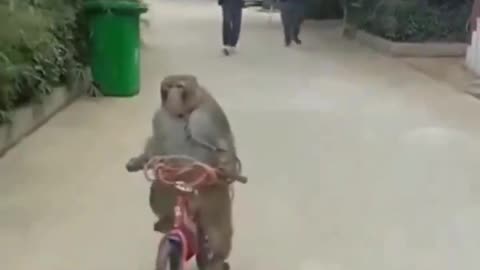 The thief Monkey