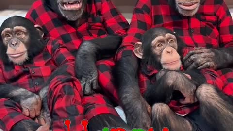A Very Chimpanzee Christmas!