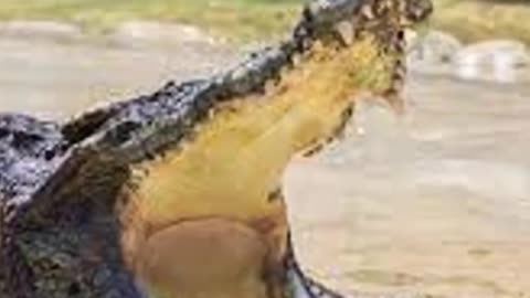 How Dangerous Is Nile Crocodile Bite!