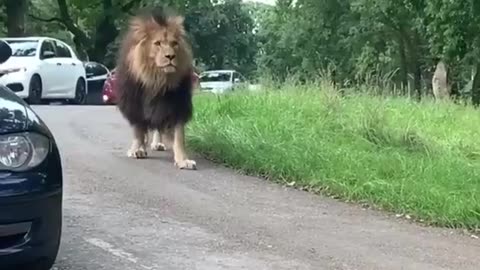 Animald videos|| Cute lion 🦁🦁 videos || Lion walking style