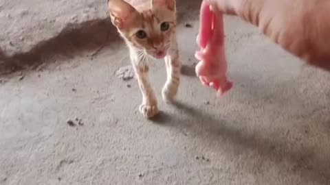 Cute cat baby