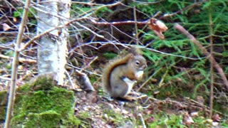 Red Squirrel