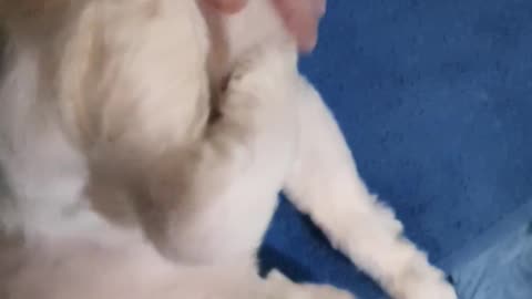 Snoopy gets extended belly rubs