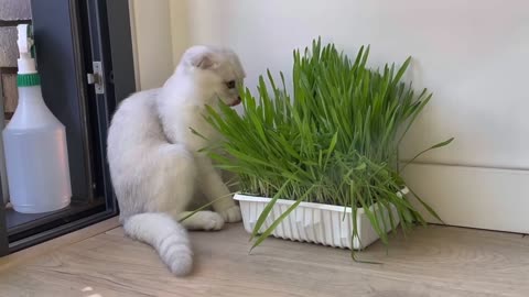 How is Leo the Scottish fold kitten doing in his new home?