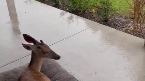 cute deer hid from the storm