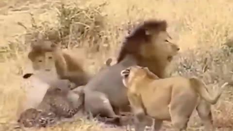 Epic Showdown: Lions vs Leopards - Who Would Win?