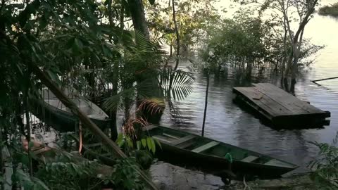 Brazil 2019 - The Amazon Rainforest