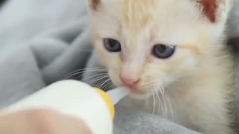Cute Newborn KITTEN, How to Syringe Feed a Newborn Kitten