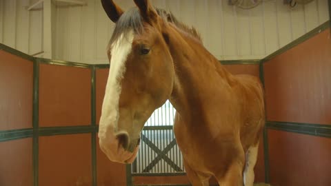 Large Clydesdale Horse in Barn, Closeup