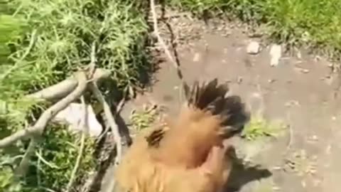 The hen saves their chicken from the predator