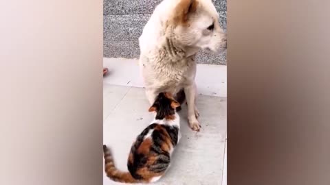 Funniest Dogs and Cats 😺🐶 Funny Animals 2023 😂 Part-1