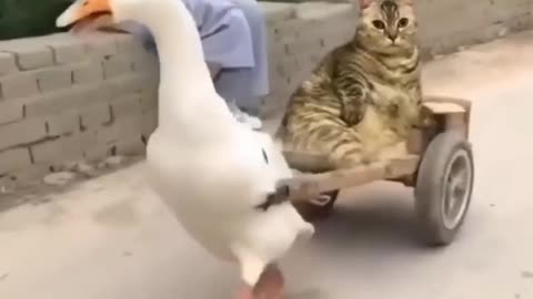 Happy cat and swan