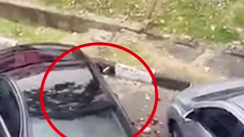 Driver in S'poreregistered Mercedes' caught littering in M'sia carpark, action irks netizens
