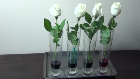 HOW TO MAKE RAINBOW COLOURED ROSES