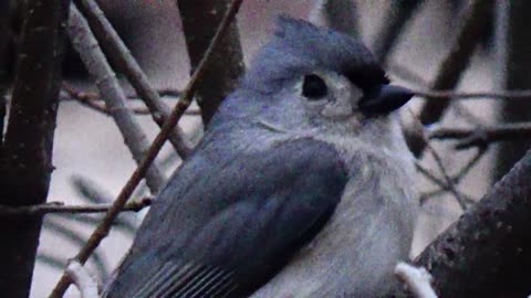 Nuthatch and Tufted Titmouse