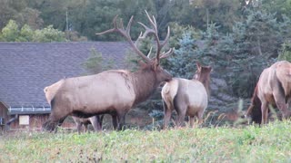 Pennsylvania Elk - 2022-09-26