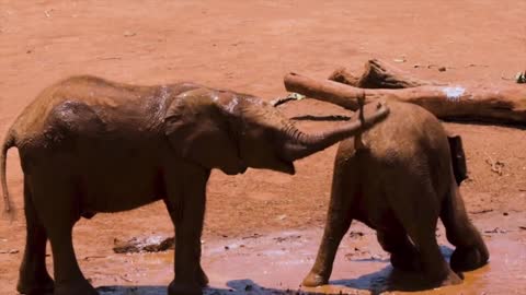 Elephant Happy moment🐘