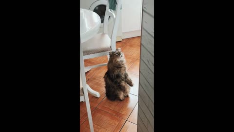 Unusual Cat Sits to Watch Cartoons