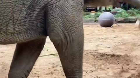 The 6-month-old elephant is very happy to play anything.