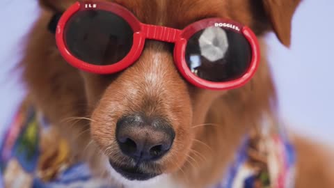 A dog wearing sunglass and shirt