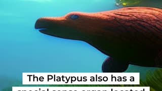 The Freak of Nature- the Platypus