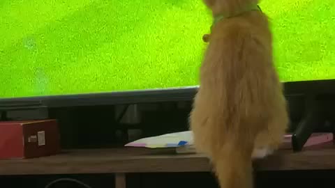 Cat want to play soccer part 1