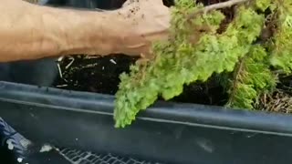 Re-pot A Bonsai Tree