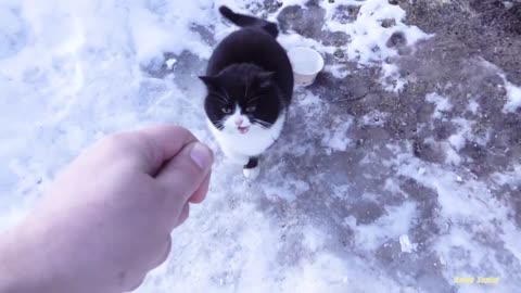 Friendly cats and angry tuxedo cat