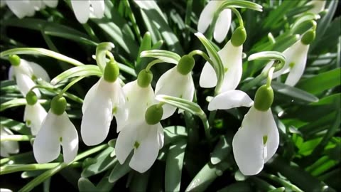 Snowdrops Spring Flowers