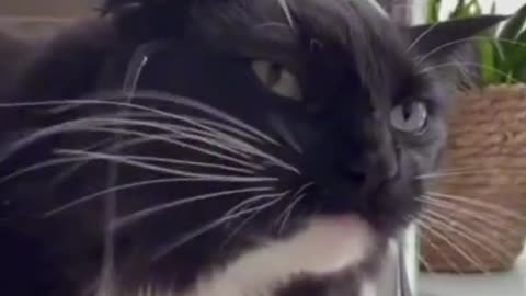 Whats wrong with him | Cat play with a tap | Cat remarkably startled by harmless object |