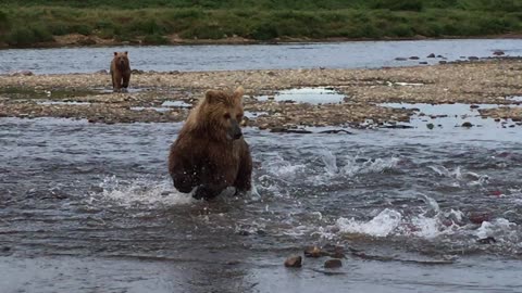 Alaskan Brown Bears Chasing Salmon