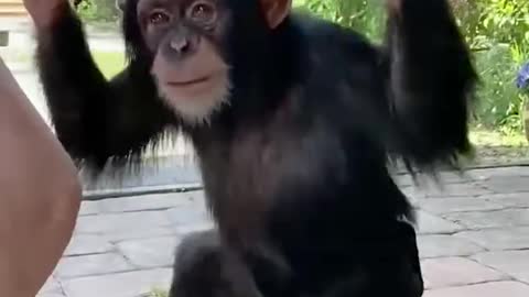 Cute Dancing Monkey