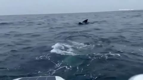 WHALES _Hundreds of whales surround rower in Atlantic Ocean