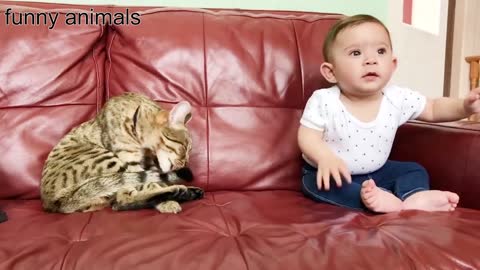 funny video cats