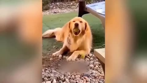 Funniest Animals Video - Best Cats and Dogs Videos