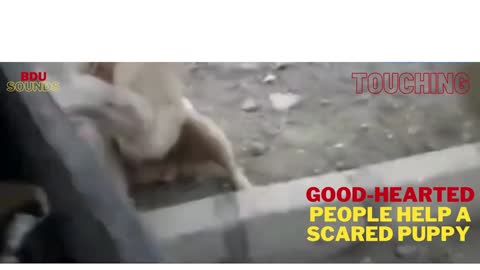 ❤️ Good-hearted people help a scared 🐶puppy🐶 who is caught with no chance of freeing himself ❤️