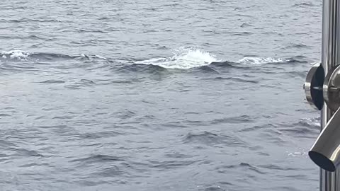 Lanai Snorkel Trip - Humpback whale