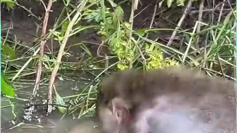 🥺😢❤#shorts #monkey #fishing