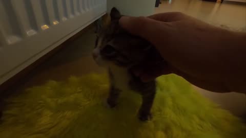 Tiny Kitten's Cry for Help on a Freezing Cold Day